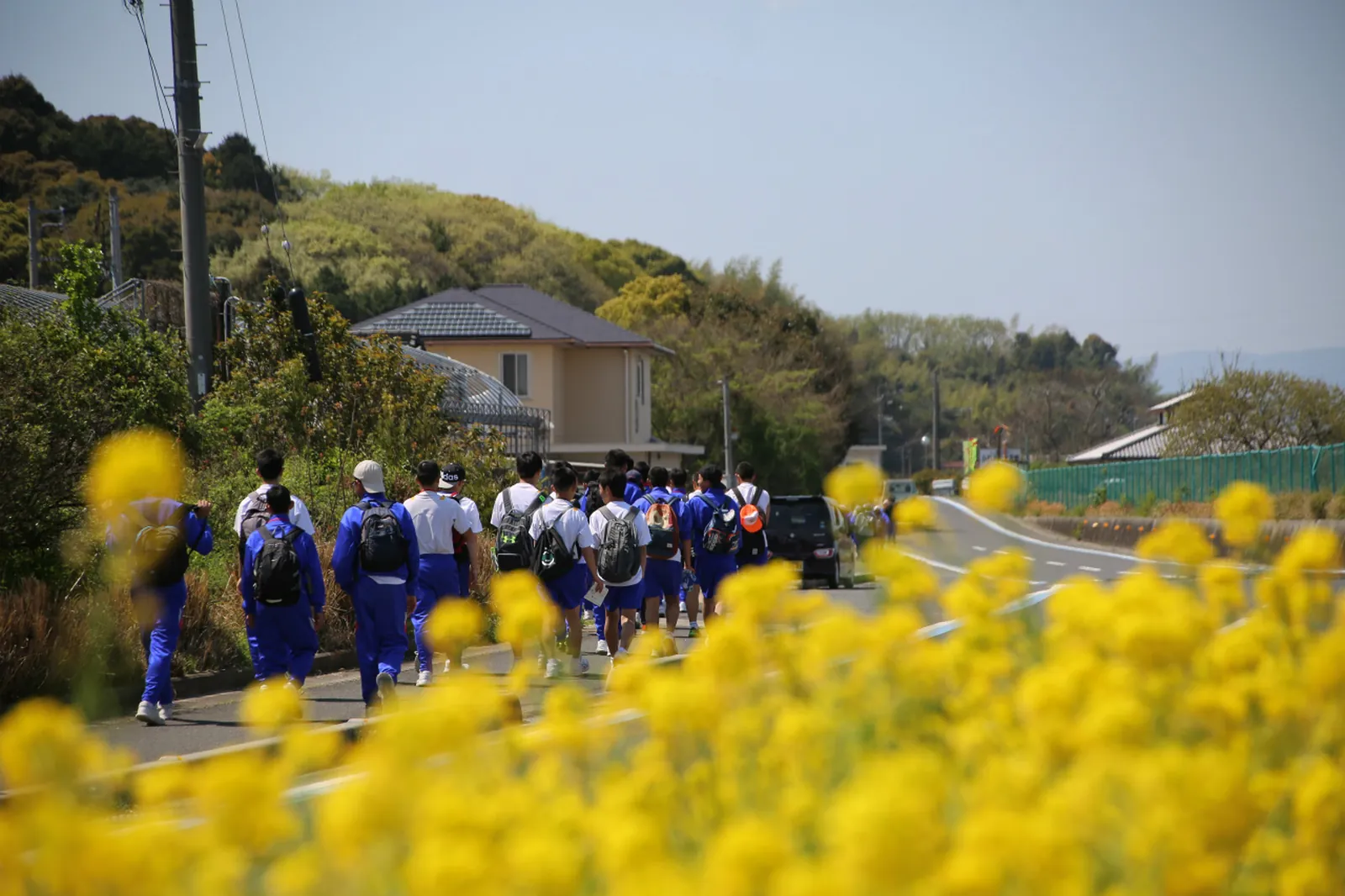 菜の花畑の道を歩く生徒たちの写真